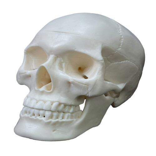 Life Size Human Skull Model with Removable Cap and Full Teeth for Anatomy Study and Teaching 1