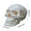 Life Size Human Skull Model with Removable Cap and Full Teeth for Anatomy Study and Teaching 3