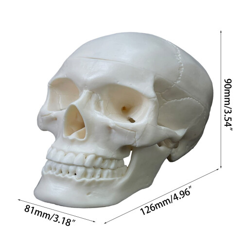 Life Size Human Skull Model with Removable Cap and Full Teeth for Anatomy Study and Teaching 2
