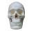 Life Size Human Skull Model with Removable Cap and Full Teeth for Anatomy Study and Teaching 4