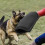 Arm Guard with Biting Protections for Dog Training Puppy-Red 6