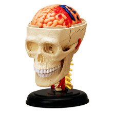 Human Skull Model 4D Detachable Life Size Anatomical Skull with Brain for Medical Teaching