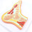 Anatomical Foot Model with Realistic Joint Movement, Human Skeleton Foot Model for Teaching and Training 2