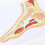 Anatomical Foot Model with Realistic Joint Movement, Human Skeleton Foot Model for Teaching and Training 3