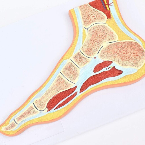 Anatomical Foot Model with Realistic Joint Movement, Human Skeleton Foot Model for Teaching and Training 2