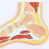 Anatomical Foot Model with Realistic Joint Movement, Human Skeleton Foot Model for Teaching and Training 4