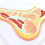 Anatomical Foot Model with Realistic Joint Movement, Human Skeleton Foot Model for Teaching and Training 5