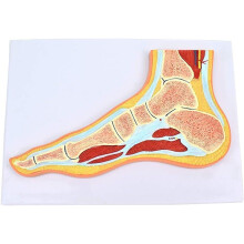 Anatomical Foot Model with Realistic Joint Movement, Human Skeleton Foot Model for Teaching and Training
