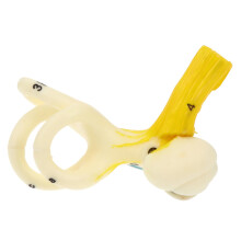 Enlarged Human Ear Anatomy Model with Clear Landmark View for Classroom and Medical Teaching