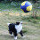 Outil d'entraînement interactif, jouet pour animaux de-L 5