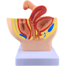 Anatomical Female Pelvis Model Half Life Size with Uterus and Ovary for Medical Teaching