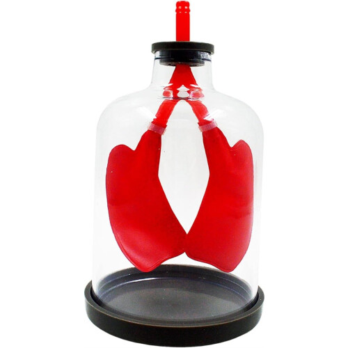 Human Lung Model with Visible Inflation and Manual Diaphragm Control for Classroom Teaching 1
