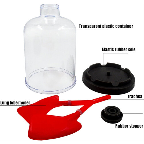 Human Lung Model with Visible Inflation and Manual Diaphragm Control for Classroom Teaching 2