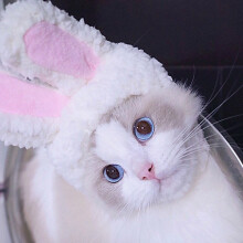 Lightweight Polyester Pet Hat for Cats, Dogs, White Rabbit – Soft & Portable