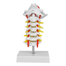 Life Size Human Cervical Spine Model with Base, Detailed Anatomical Spine for Teaching and Clinic