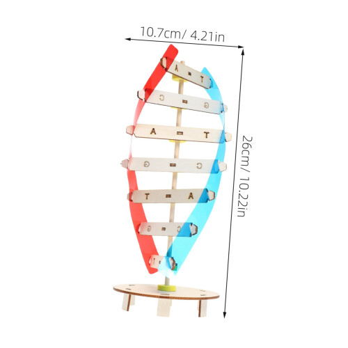 DIY Wooden DNA Model Kit Double Helix Science Teaching Tool for STEM Education Classroom 1
