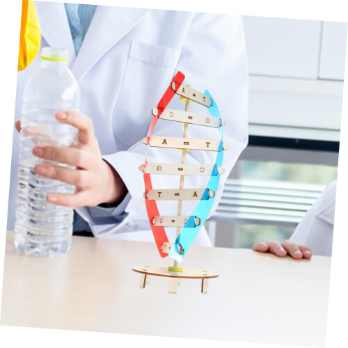 DIY Wooden DNA Model Kit Double Helix Science Teaching Tool for STEM Education Classroom 2