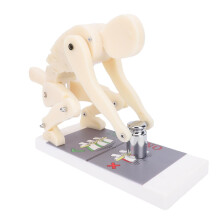 Flexible Spine Model with Clear Alignment Visualization for Weightlifting and Lumbar Training