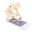 Flexible Spine Model with Clear Alignment Visualization for Weightlifting and Lumbar Training 1