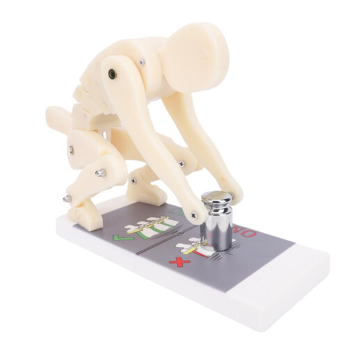 Flexible Spine Model with Clear Alignment Visualization for Weightlifting and Lumbar Training