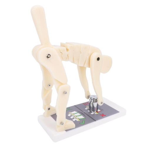 Flexible Spine Model with Clear Alignment Visualization for Weightlifting and Lumbar Training 2
