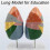 Human Lung Anatomy Model ColorCoded and Numbered Large Size Educational Respiratory System Display 2