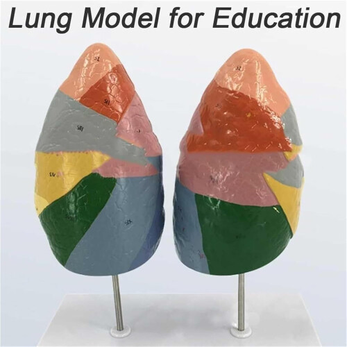 Human Lung Anatomy Model ColorCoded and Numbered Large Size Educational Respiratory System Display 1