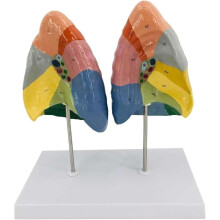 Human Lung Anatomy Model ColorCoded and Numbered Large Size Educational Respiratory System Display