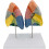 Human Lung Anatomy Model ColorCoded and Numbered Large Size Educational Respiratory System Display 1