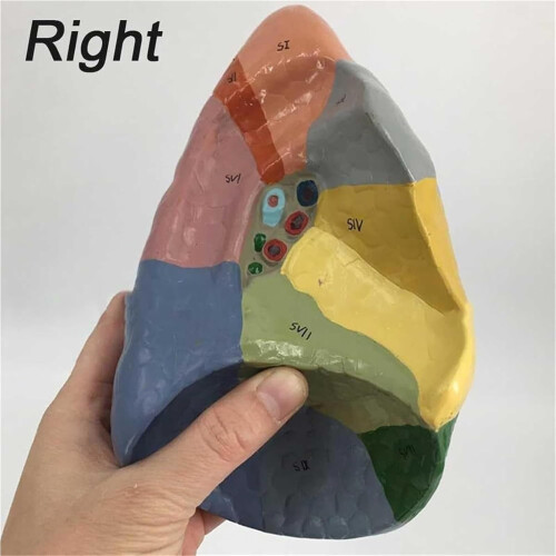Human Lung Anatomy Model ColorCoded and Numbered Large Size Educational Respiratory System Display 2