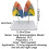 Human Lung Anatomy Model ColorCoded and Numbered Large Size Educational Respiratory System Display 5