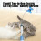 Multifunction Electric Cats Teaser Handheld-Rechargeable model 5