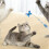 Multifunction Electric Cats Teaser Handheld-Rechargeable model 6