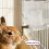 Kleine dierenwaterdispenser Plastic drinkfles met pinuitloop 2