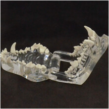 Dog Teeth Model with Clear Transparent Design, Detailed Canine Dental Anatomy for Veterinary Training