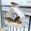 Fenster-Vogelfutterspender mit hoher Kapazität, einfache-Weiß 7