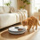 PawHut PawHut Automatic Cat Feeder Programmable Timer for 6 Meals 1