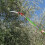30ft Manual Pole Saw Extendable Tree Pruner Trimmer Long Reach Tree Pruner 8