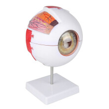 Anatomical Eye Model Eyeball Eyelid Model Disassemble 6 Times Enlarged Optic Nerve for Eye Special Teaching