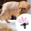 Dog Grooming Beauty Fixed Table Base Frame Adjustable Removable Grooming Fixing Table Metal Universal Pet Bath Fixer A 4