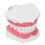 Teeth Model Tooth Brushing Practice Dental Teaching Tool Kit, PVC 1