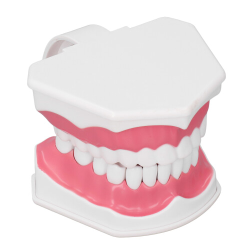 Teeth Model Tooth Brushing Practice Dental Teaching Tool Kit, PVC