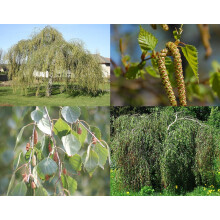 3x 3-4ft Betula Youngii Weeping Silver Birch Trees in Pots By Direct Plants