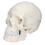 1:1 Human Skull PVC Model Removable for Anatomy Learning Course 4
