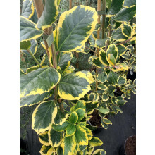 Ilex Golden King Evergreen Variegated Holly Tree 3-4ft in a 3 Litre Pot By Direct Plants