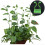 Cleme autoadezive pentru plante, pachet de 10  L 3