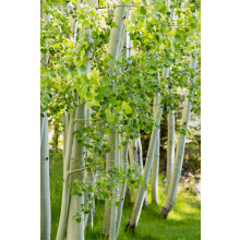 3x 3-4ft Betula Jacquemontii White Stem Himalayan Birch Trees in Pots By Direct Plants