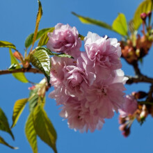 Patio Prunus Kanzan Japanese Flowering Cherry Tree 100-120cm in a 7.5 Litre Pot | By Direct Plants