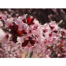 Patio Prunus Nigra Cistena Tree 100-120cm in a 7.5 Litre Pot | By Direct Plants