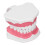Teeth Model Tooth Brushing Practice Dental Teaching Tool Kit, PVC 3